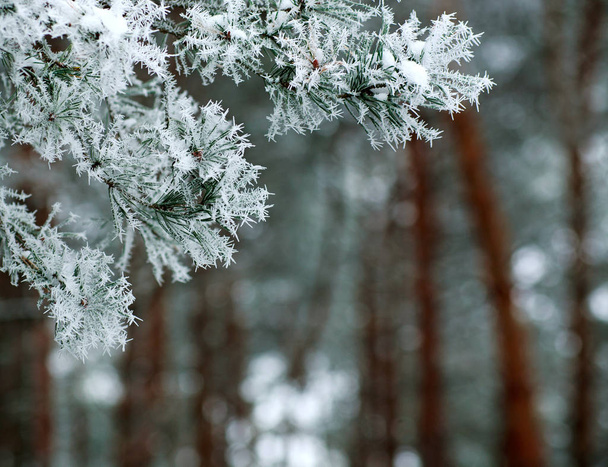Frozen branches of pine tree spines covered with frost forest in foggy winter morning - Fotoğraf, Görsel