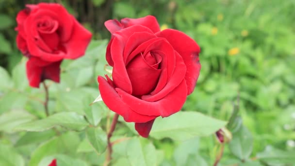 Rozen voor een boeket van rood. In het Koninkrijk der bloemen. Heldere rode rozen. Bloemen van Oekraïne. Warme zomerdag in de tuin van bloemen. In de wereld van bloemen. - Video