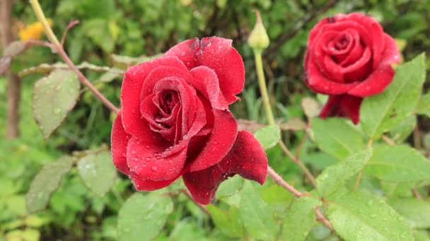 赤の花束のバラ。花の王国。明るい赤いバラ。ウクライナの花。花の庭で暖かい夏の日。花の世界で. - 映像、動画