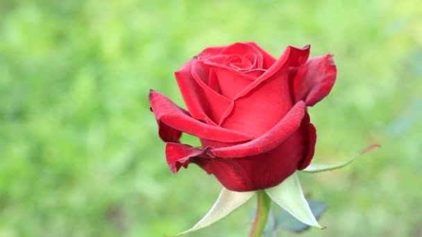 Az egy-egy csokor vörös rózsa. A Királyság a virágok. Fényes vörös rózsa. Virágok, Ukrajna. Meleg nyári nap a virágok kert. Virágok világa. - Felvétel, videó