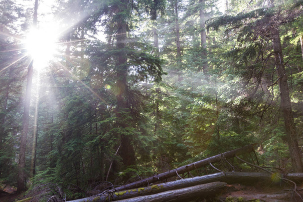 hermoso estallido estelar del sol exagerado por una tenue niebla en el aire creando un hermoso efecto de relámpago entre el bosque
 - Foto, Imagen