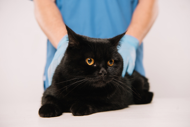 cropped view of veterinarian examining black cat isolated on grey - Фото, изображение