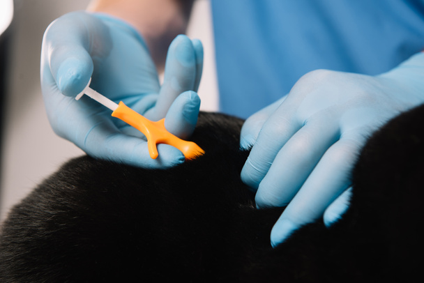 bijgesneden weergave van dierenarts vacht van zwarte kat in latex handschoenen te houden en het maken van microchips procedure - Foto, afbeelding