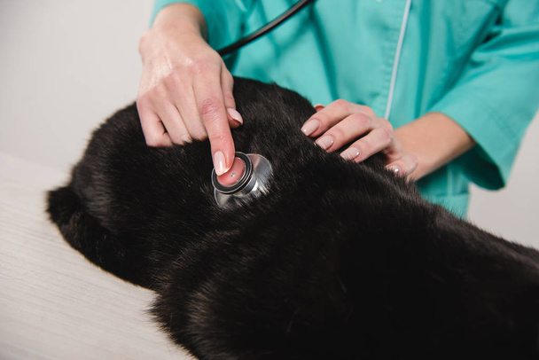 vista recortada de veterinario femenino examinando gato negro en la mesa
 - Foto, Imagen