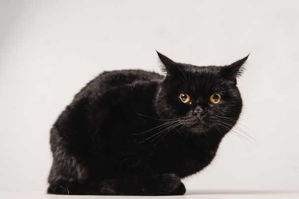black cat sitting on table on grey background - Φωτογραφία, εικόνα