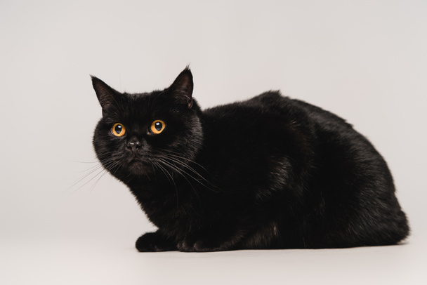 fluffy black cat sitting on table isolated on grey  - Foto, afbeelding
