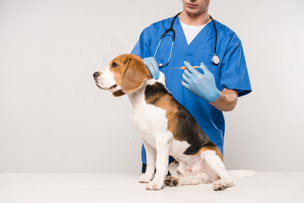 částečný pohled veterinárního lékaře, držte stříkačku pro psa beagle microchipping na šedém pozadí - Fotografie, Obrázek