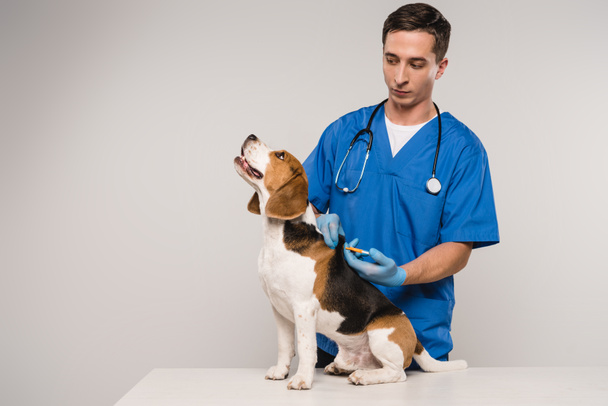 veterinario microchipping beagle perro con jeringa aislada en gris
 - Foto, Imagen
