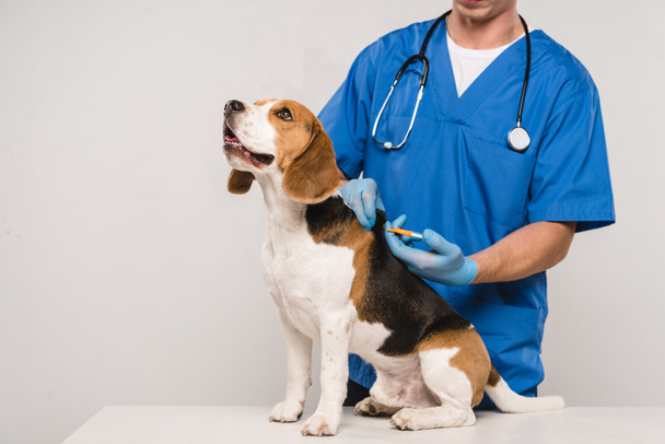 cropped view of veterinarian microchipping beagle dog with syringe isolated on grey - 写真・画像