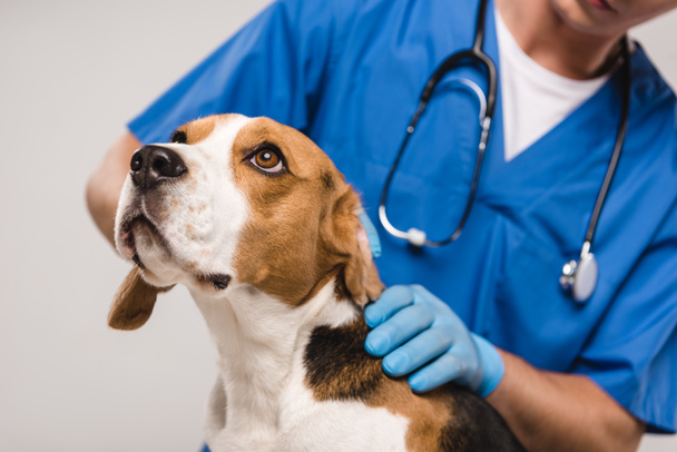 oříznutý pohled veterinárního posouzení psa beagle izolované Grey - Fotografie, Obrázek