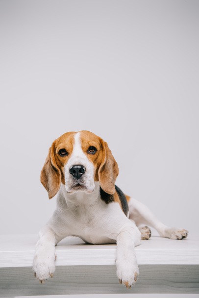  purebred beagle dog lying on table isolated on grey - Foto, afbeelding