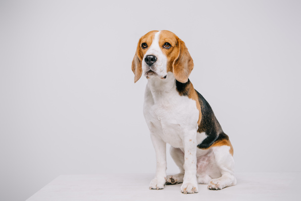 Niedlicher Beagle-Hund sitzt auf Tisch auf grauem Hintergrund - Foto, Bild