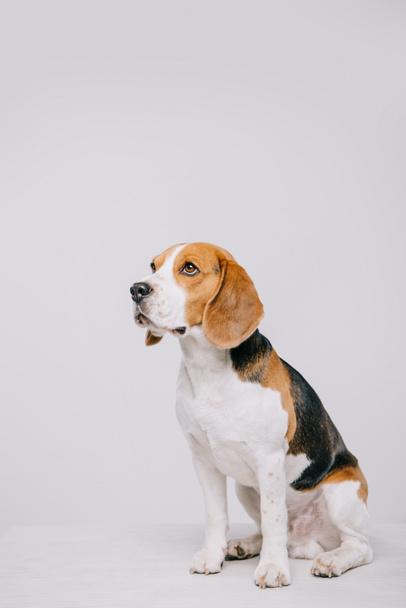  cute beagle dog sitting on table isolated on grey - Foto, Imagen