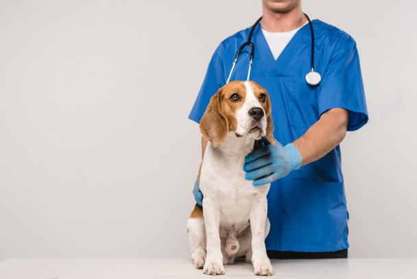 bijgesneden weergave van dierenarts met stethoscoop en beagle hond geïsoleerd op grijs - Foto, afbeelding