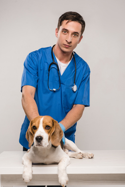handsome veterinarian in blue coat with beagle dog isolated on grey - Foto, Imagen