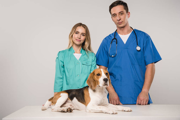 κτηνίατροι στέκεται με λαγωνικό σκύλο που απομονώνονται σε γκρι - Φωτογραφία, εικόνα