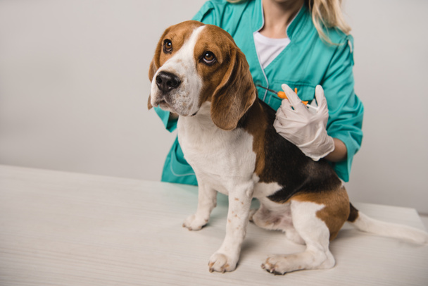 levágott Nézd női állatorvos gazdaság fecskendő microchipping beagle kutya szürke háttér - Fotó, kép