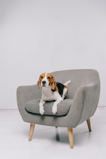  adorable beagle dog lying in armchair on grey background  - 写真・画像