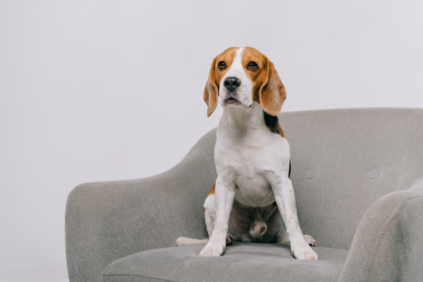 cute beagle dog sitting in armchair isolated on grey - Photo, Image