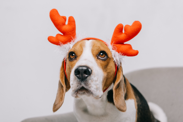  Beagle perro con cuernos de reno aislados en gris
 - Foto, Imagen
