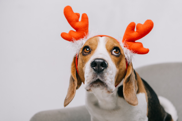 beagle dog wearing reindeer antlers isolated on grey - Zdjęcie, obraz