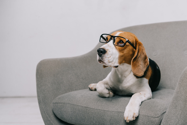  Beagle perro acostado en gafas en sillón sobre fondo gris
  - Foto, Imagen