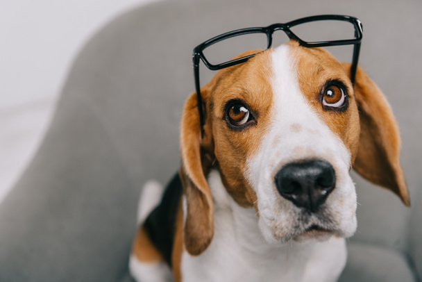 enfoque selectivo de perro beagle en gafas sentadas en sillón
  - Foto, Imagen