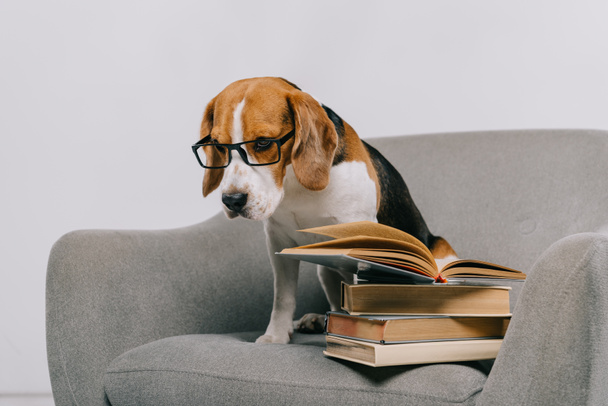 selective focus of sad beagle dog in glasses sitting in armchair near books - Photo, Image