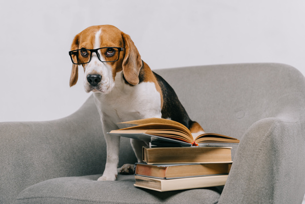 selective focus of cute beagle in glasses sitting in armchair near books isolated on grey - Фото, зображення