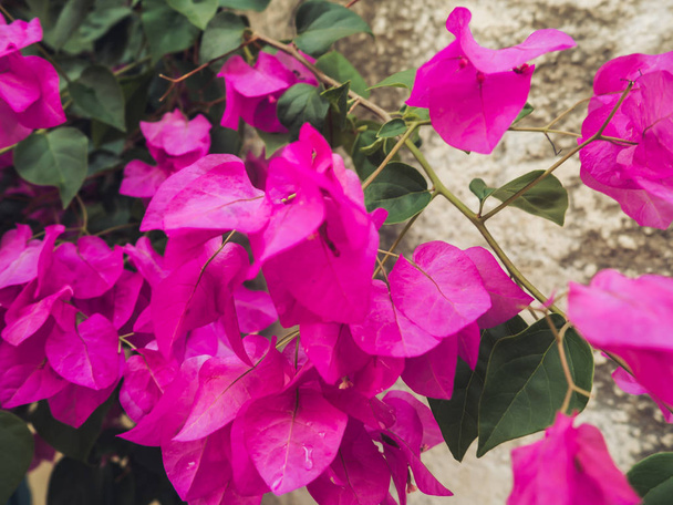 Vibrant pink Bougainvillea flowers - closeup shot - Фото, изображение