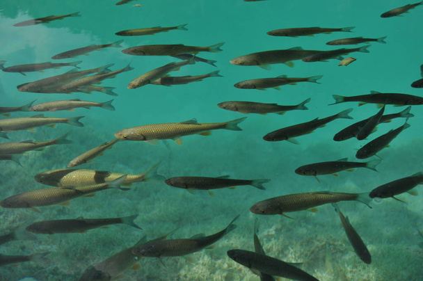 Pesci galleggianti vicino alla superficie dell'acqua nel lago ricoperto di vegetazione. Parco Nazionale dei Laghi di Plitvice
. - Foto, immagini