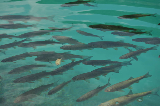 Vis drijvend in de buurt van het oppervlak van het water in het meer overwoekerd. Nationaal Park Plitvicemeren. - Foto, afbeelding