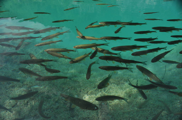 Ryby plovoucí na povrchu vody v jezeře zarostlé. Národní Park Plitvická jezera. - Fotografie, Obrázek