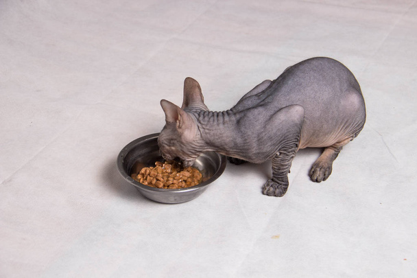 Le chat Sphinx gris nu mange de la nourriture dans un bol en fer
 - Photo, image