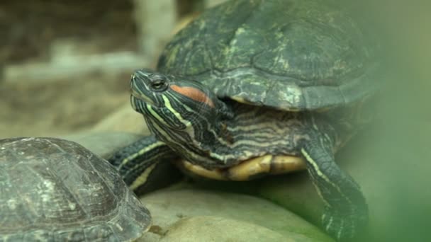 Pond slider turtle from south United States and northern Mexico, exotic pets - Materiał filmowy, wideo