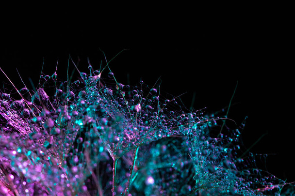 Dandelion faded on a black background in bright gradient holographic tones. Colorful minimalism. Water drops on a fluffy flower - Фото, зображення