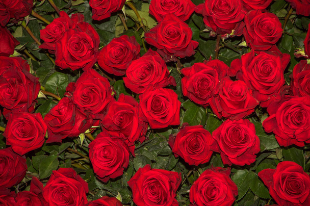 Primer plano de hermosas docenas de rosas rojas florecientes
 - Foto, Imagen
