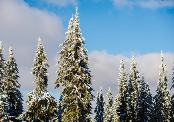 winter season, snow covered trees  - Zdjęcie, obraz