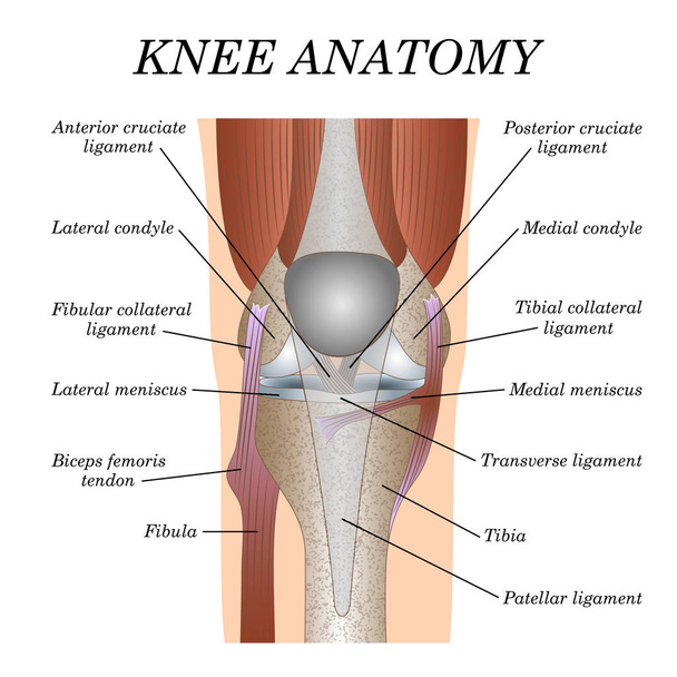 膝関節正面図、医療手術ポスター、外傷のページの訓練のためのテンプレートの解剖学.ベクトル図. - ベクター画像