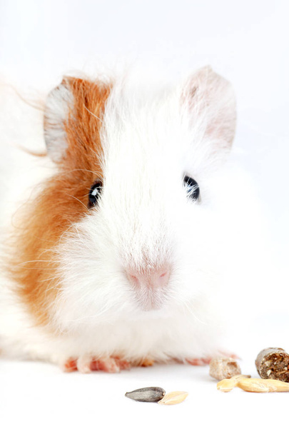 Cerdo de Indias, un pequeño roedor que come manjares de cereales, aislado sobre fondo blanco
 - Foto, Imagen