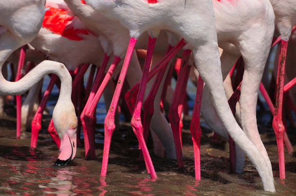Ноги шеи и одна голова фламинго
 - Фото, изображение