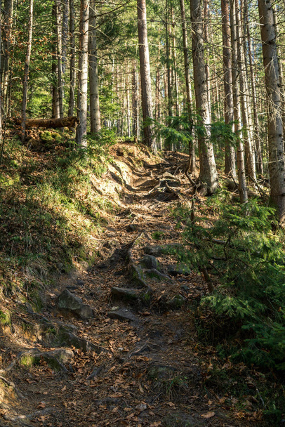 coniferous forest of trees with a full frame trail - Photo, Image