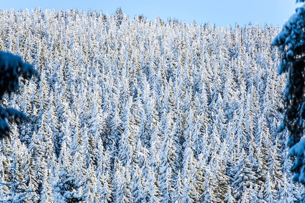 winter forest with snow covered trees, evergreen fir trees  - Fotó, kép