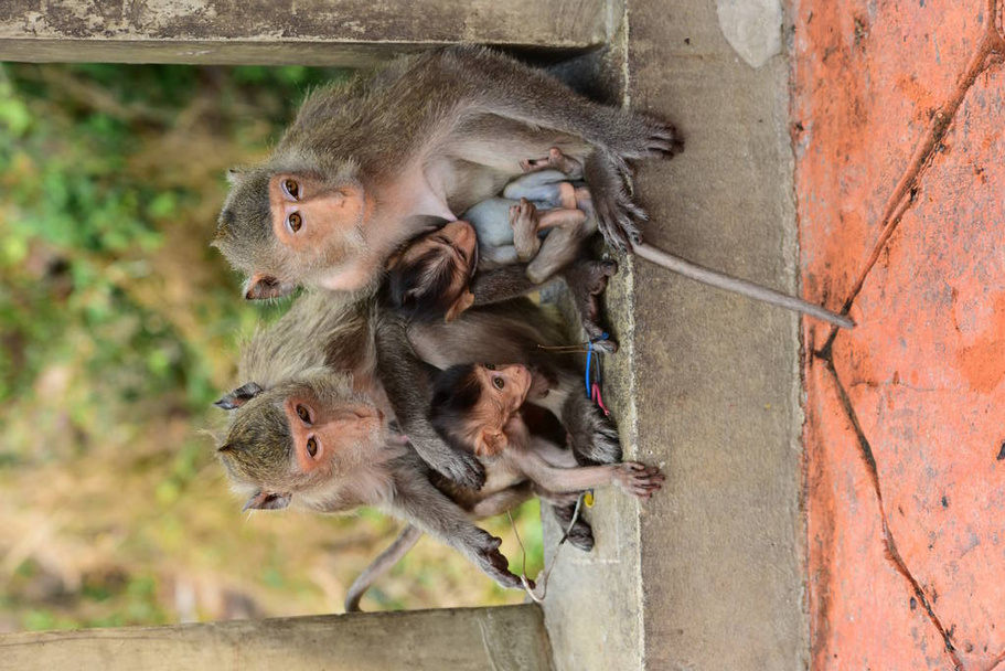 Scimmie che vivono nelle montagne vicino alla città di Thailandia.Foto di scimmie E l'inseguimento di una scimmia vicino alla città
. - Foto, immagini
