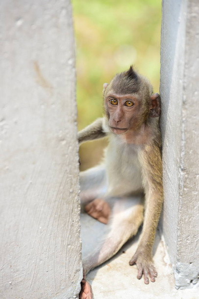 サル山に住む猿の Thailand.Photos の街の近くに、街の近くの猿の追求. - 写真・画像