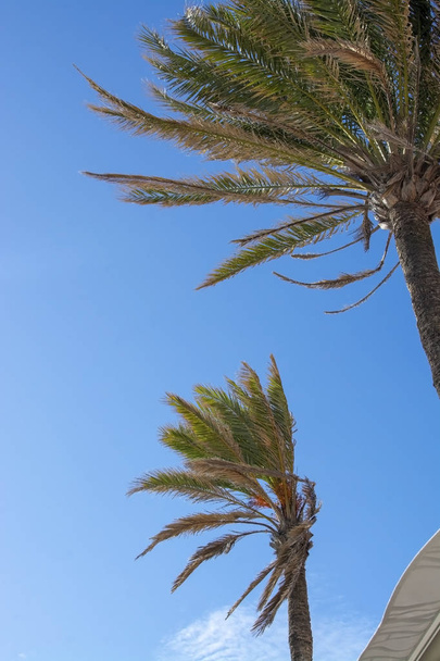 Dłoń drzewa zbliżenie gięcia na wietrze przeciw błękitne niebo w słoneczny dzień w listopadzie w Mallorca, Hiszpania. - Zdjęcie, obraz