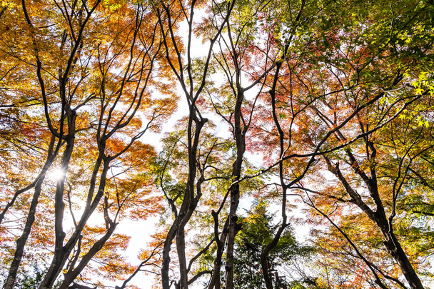 Bela árvore de folha de bordo vermelho e verde na temporada de outono
 - Foto, Imagem