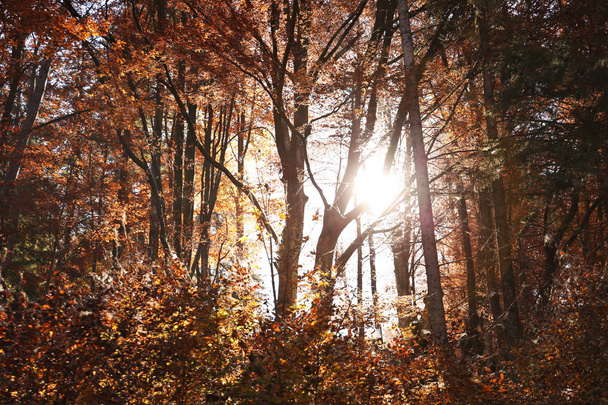 Sunlight getting through trees in autumn forest - Foto, Bild