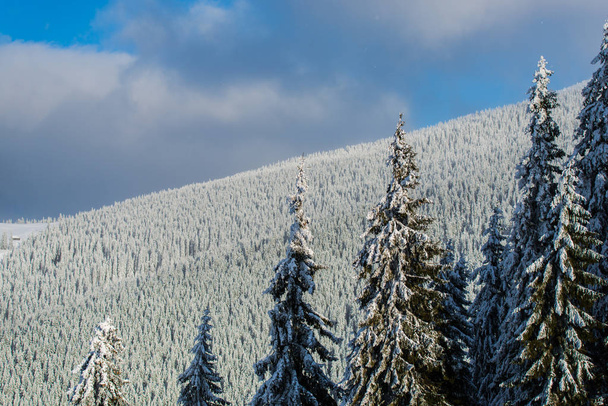 snow covered winter forest with fir trees - Fotó, kép