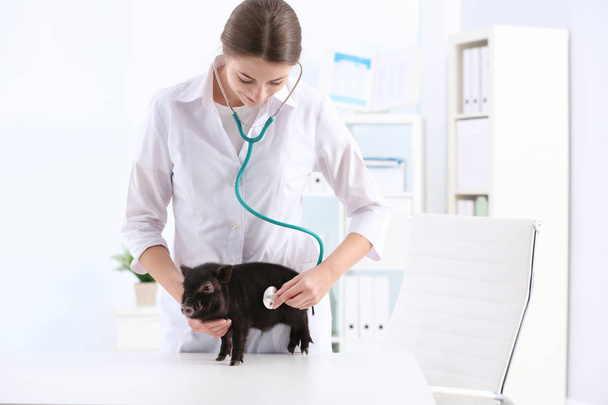 Female veterinarian examining cute mini pig in hospital - Valokuva, kuva